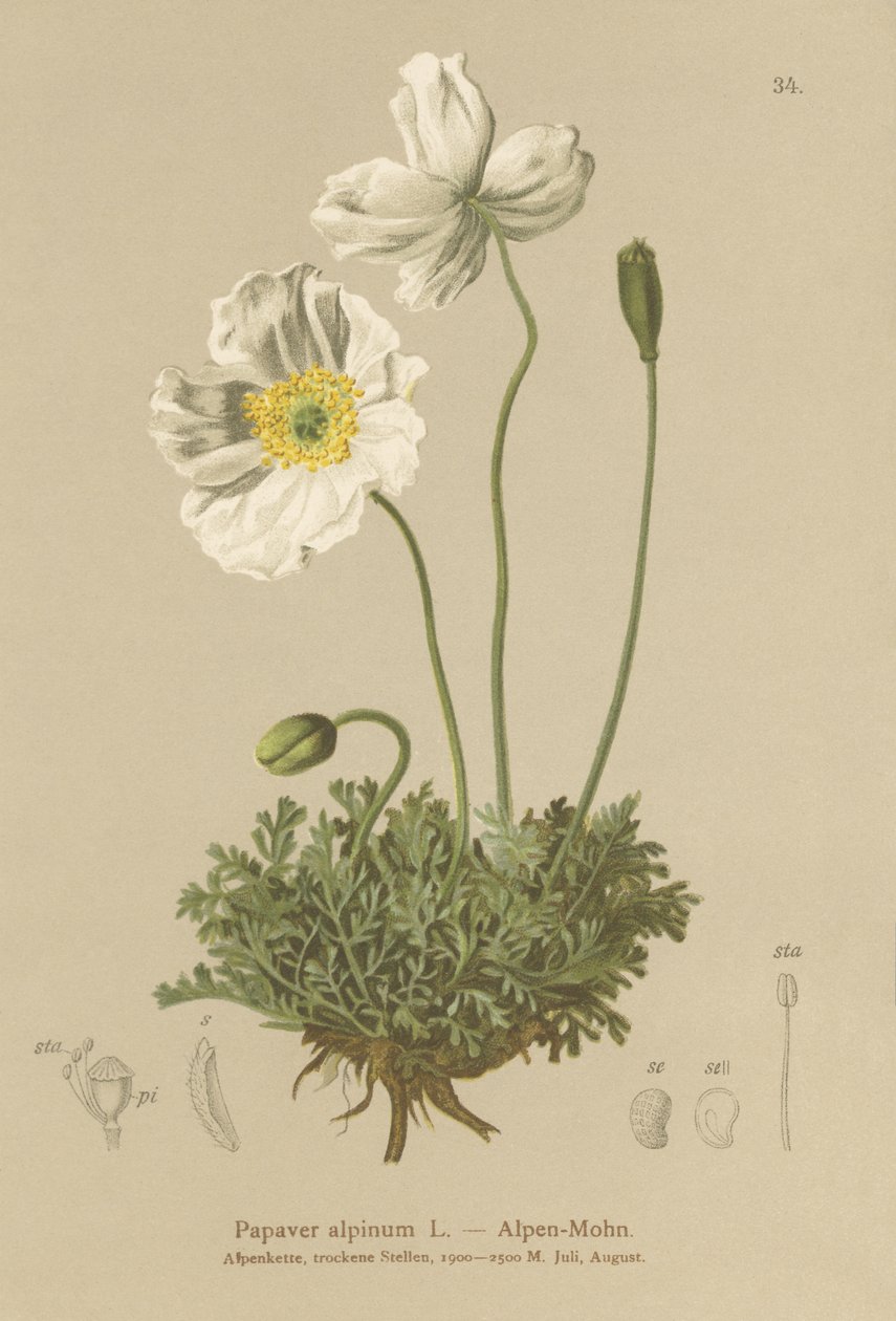 خشخاش الألب (Papaver alpinum ، subsp. alpinum) بواسطة المدرسة الألمانية
