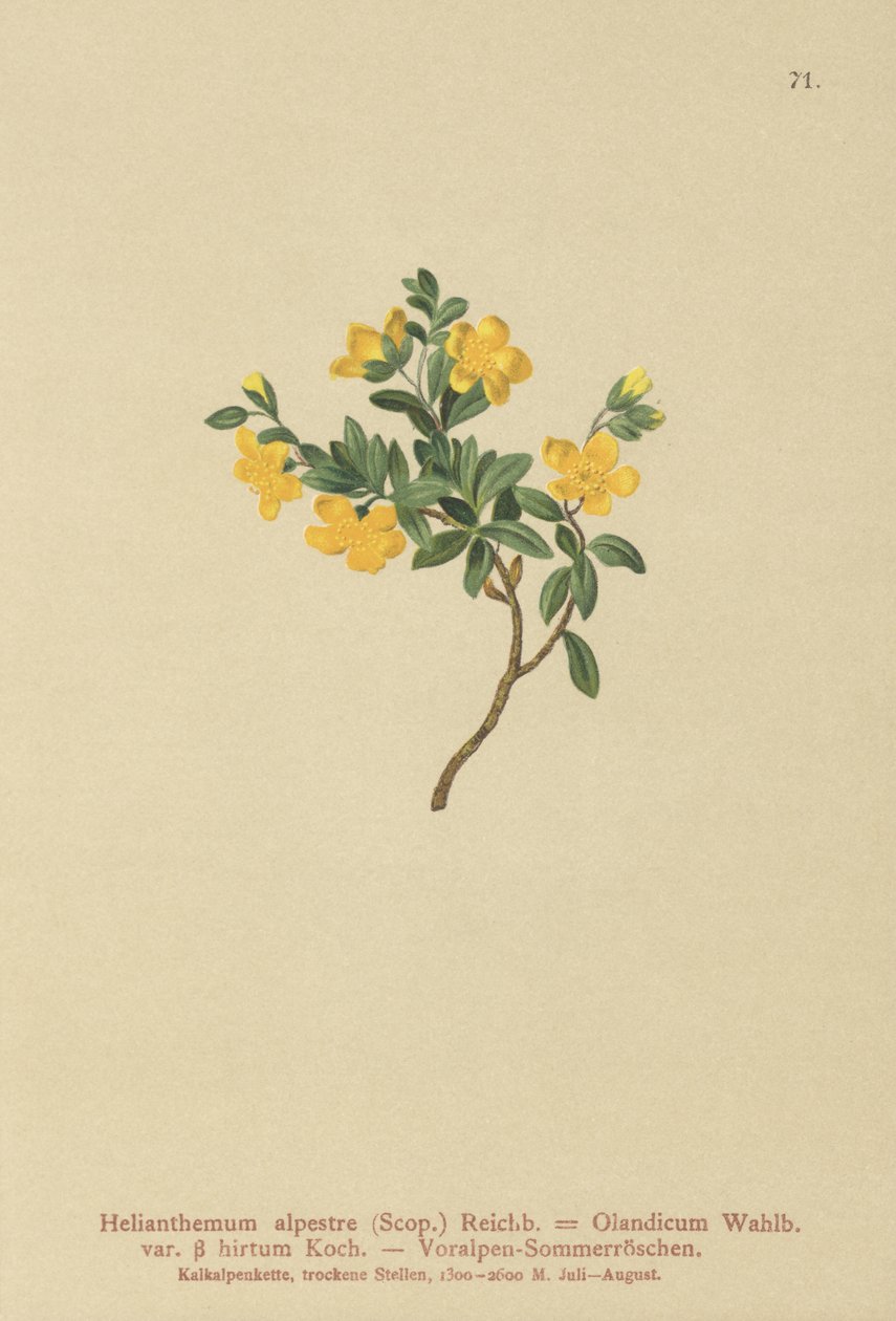 ألباين روك روز (Helianthemum alpestre ، Helianthemum Olandicum var. hirtum ، Helianthemum montanum) بواسطة المدرسة الألمانية