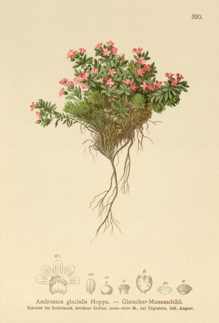 جبال الألب روك ياسمين (Androsace glacialis ، Androsace alpina) بواسطة المدرسة الألمانية