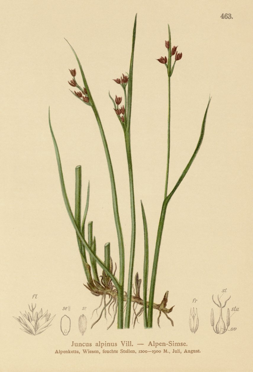 راش جبال الألب (Juncus alpinus ، Juncus alpinoarticulatus) بواسطة المدرسة الألمانية
