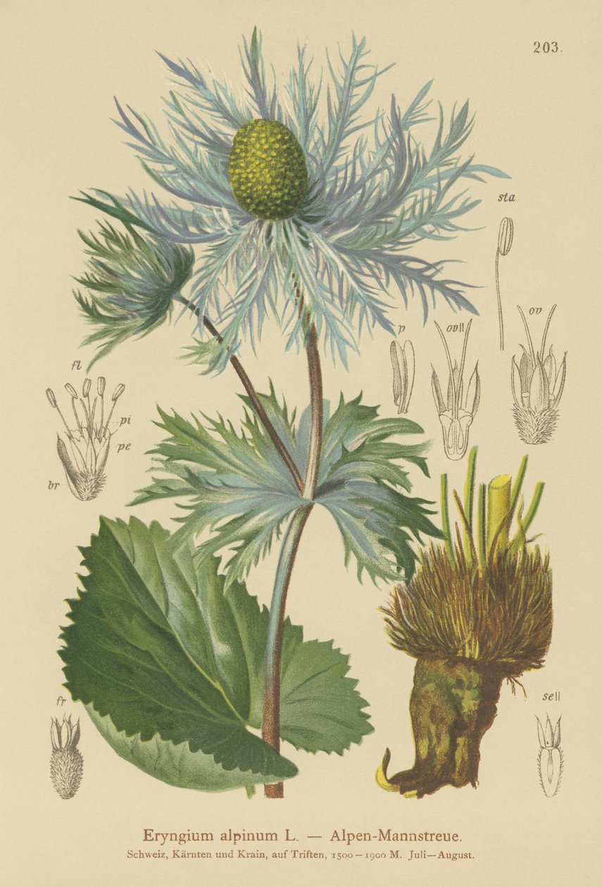 هولي بحر الألب (Eryngium alpinum) بواسطة المدرسة الألمانية