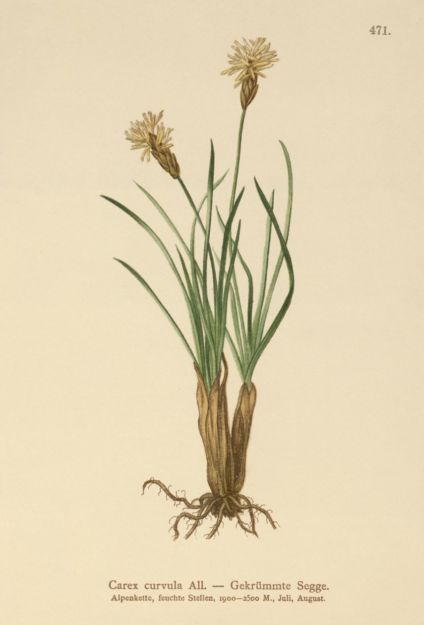 Alpine Sedge (منحنى Carex) بواسطة المدرسة الألمانية