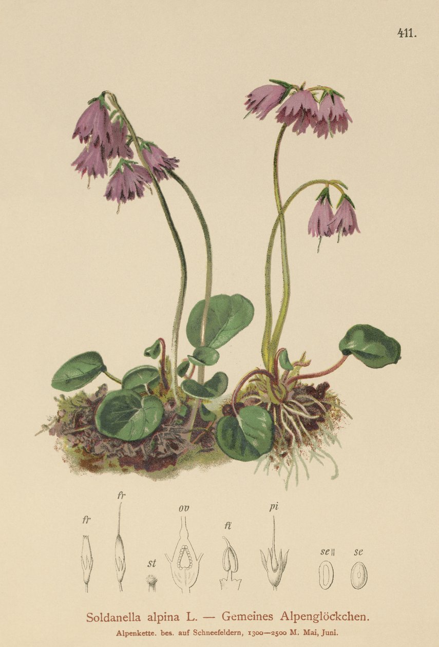جرس جبال الألب (Soldanella alpina) بواسطة المدرسة الألمانية
