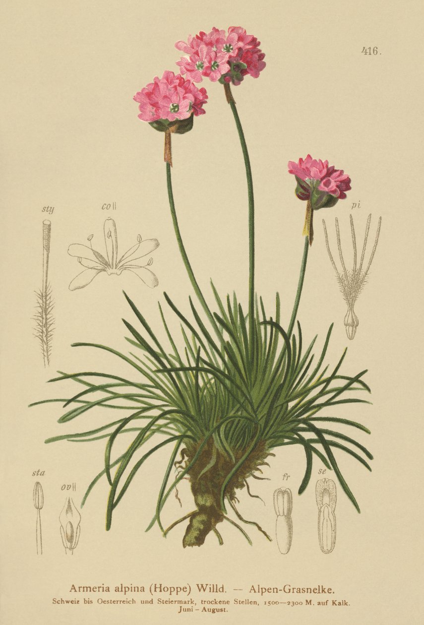 Alpine Thrift (Armeria alpina) بواسطة المدرسة الألمانية