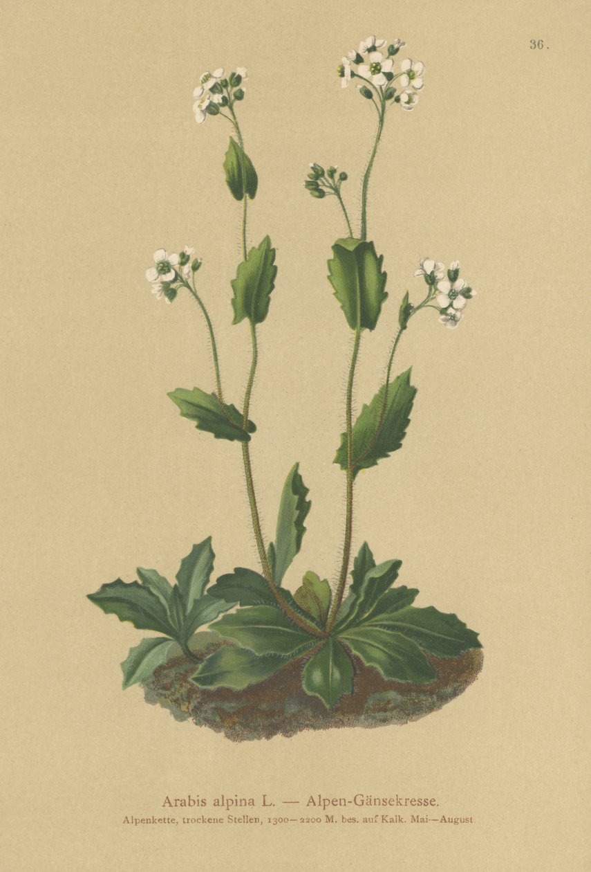 Alpine Wall-cress (Arabis alpina) بواسطة المدرسة الألمانية