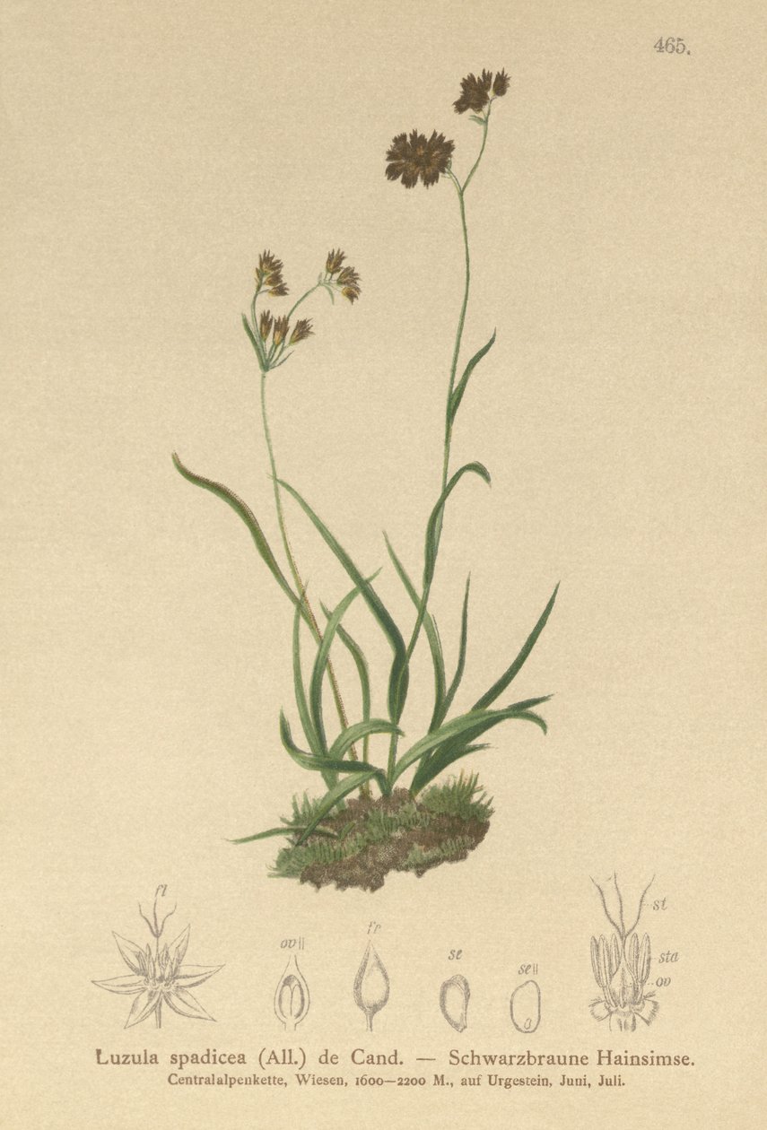 جبال الألب - الاندفاع (Luzula alpinopilosa ، Luzula spadicea) بواسطة المدرسة الألمانية