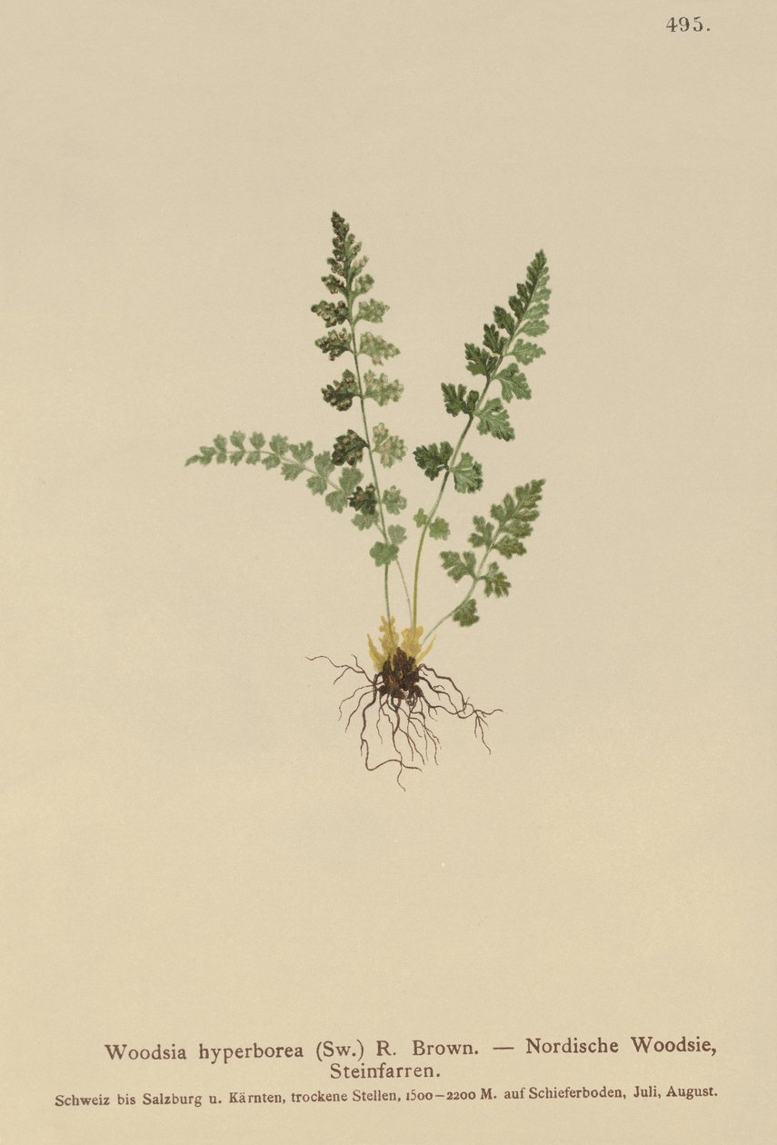 Alpine Woodsia (Woodsia alpina ، Woodsia hyperborea ، Woodsia intermedia ، Woodsia pubescens ، Acrostichum alpinum ، Acrostichum hyperboreum ، Cetach alpina ، Polypodium arvonicum) بواسطة المدرسة الألمانية