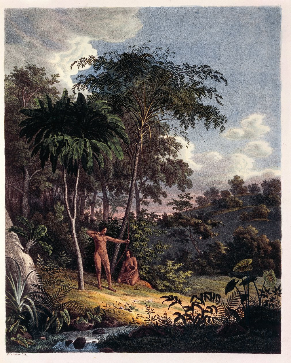 Alsophila ، سرخس الماء في الأمازون ، الجدول الثامن والعشرون من "Plantarum Cryptogamicarum Brasiliensium" بقلم يوهان بابتيست فون سبيكس وكارل فريدريش فون مارتيوس بواسطة المدرسة الألمانية