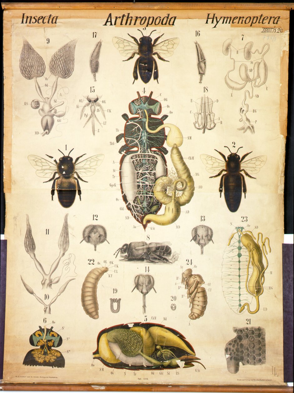 تشريح أبيس ، رقم XXVII ، مخطط حائط Leuckarts Zoological ، 1877-1898 بواسطة المدرسة الألمانية