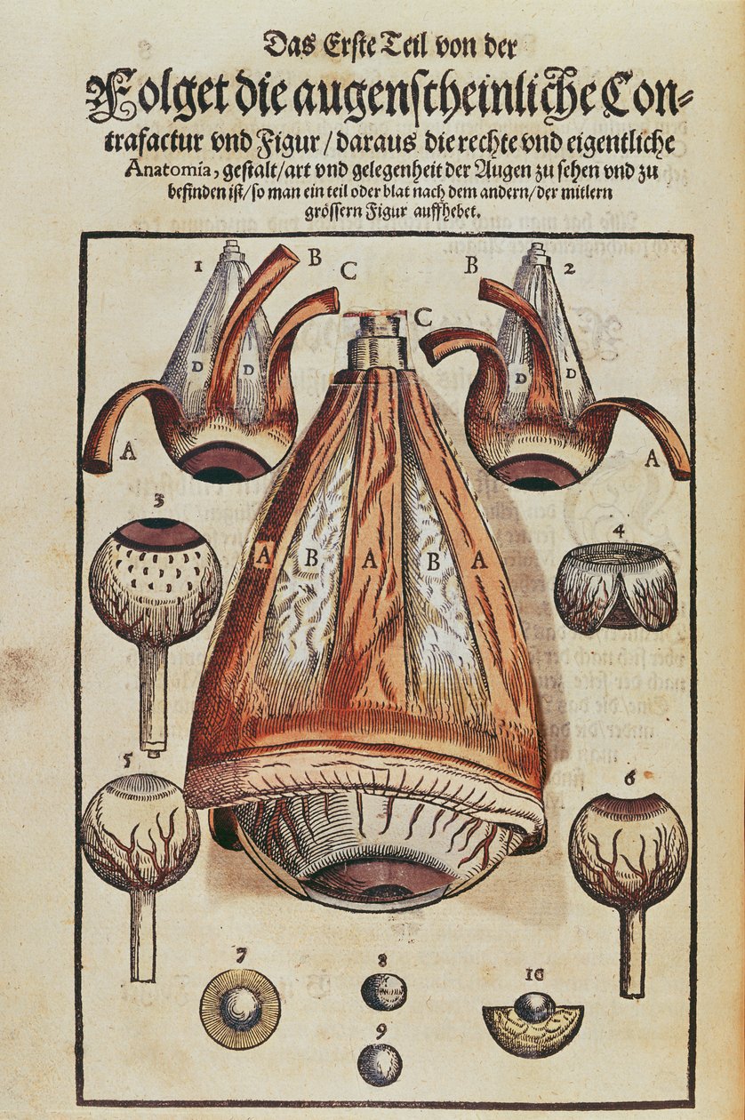 تشريح العين ، من Ophthalmodouleia بواسطة جورج بارتيش (1535-1636) المنشور في دريسدن في 1583 (طبعة خشبية ملونة) (انظر أيضًا 236712) بواسطة المدرسة الألمانية