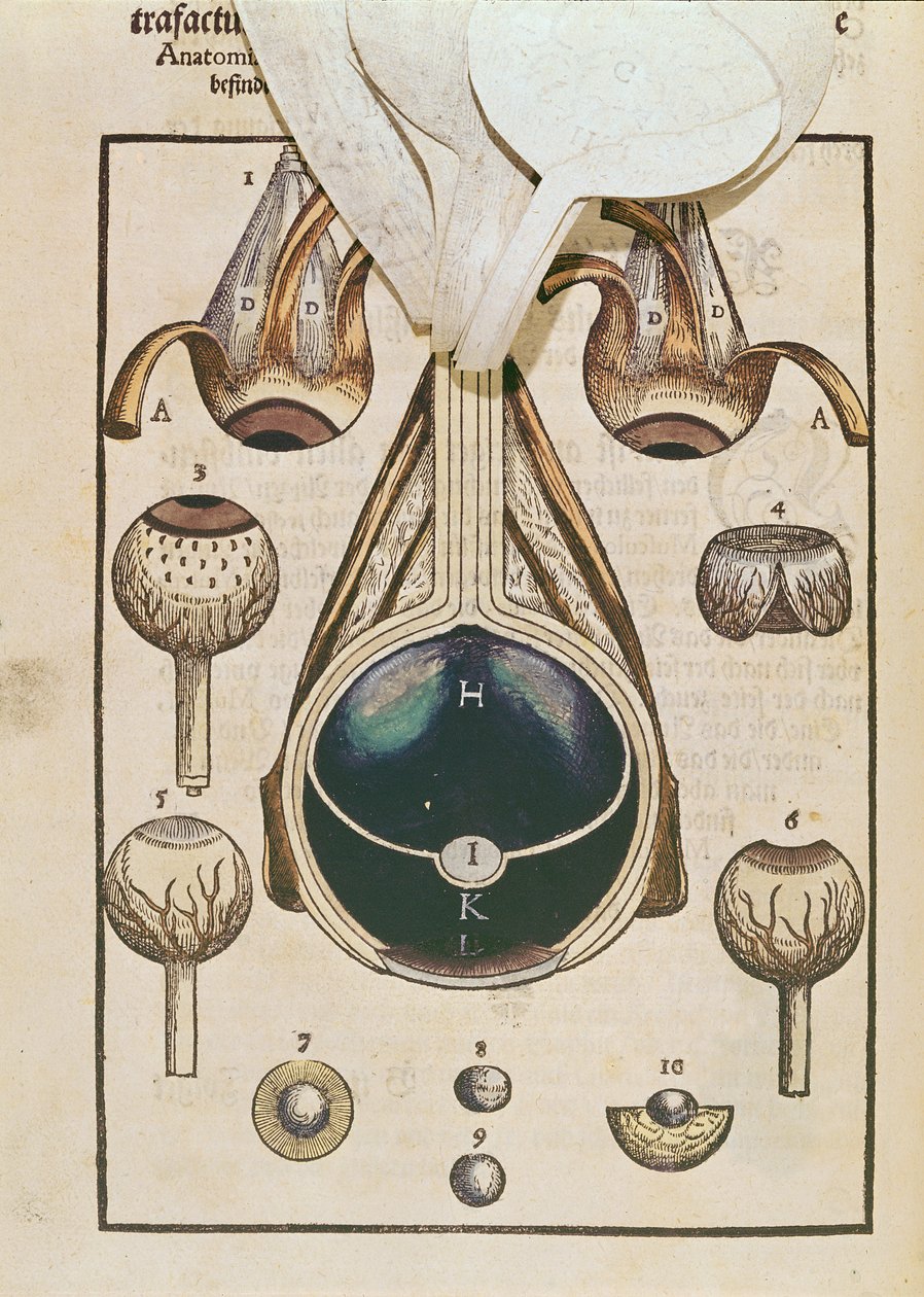 تشريح العين ، من Ophthalmodouleia بواسطة جورج بارتيش (1535-1636) المنشور في دريسدن في 1583 (طبعة خشبية ملونة) (انظر أيضًا 236711) بواسطة المدرسة الألمانية