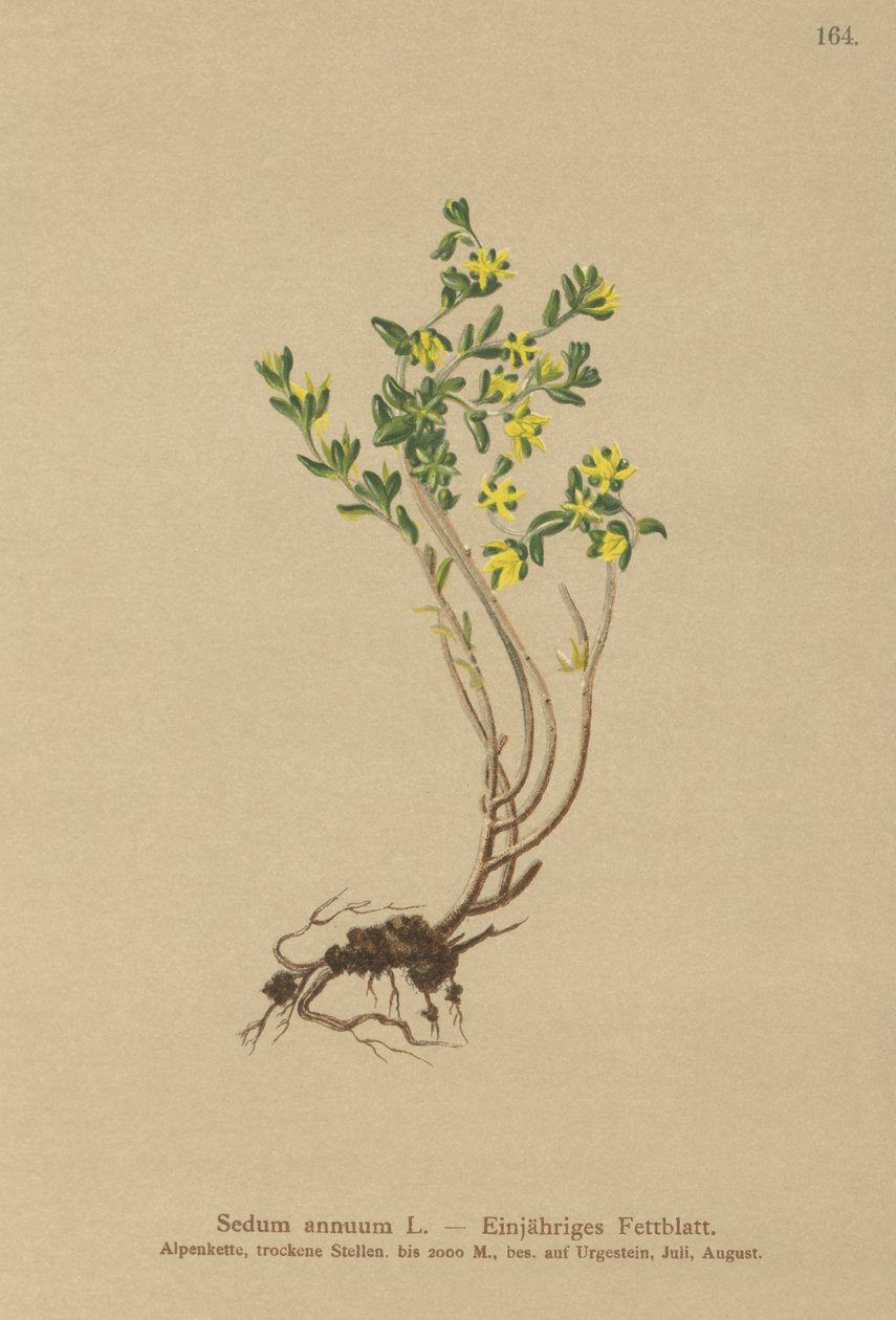 Stonecrop السنوي (البطاطا سيدوم) بواسطة المدرسة الألمانية