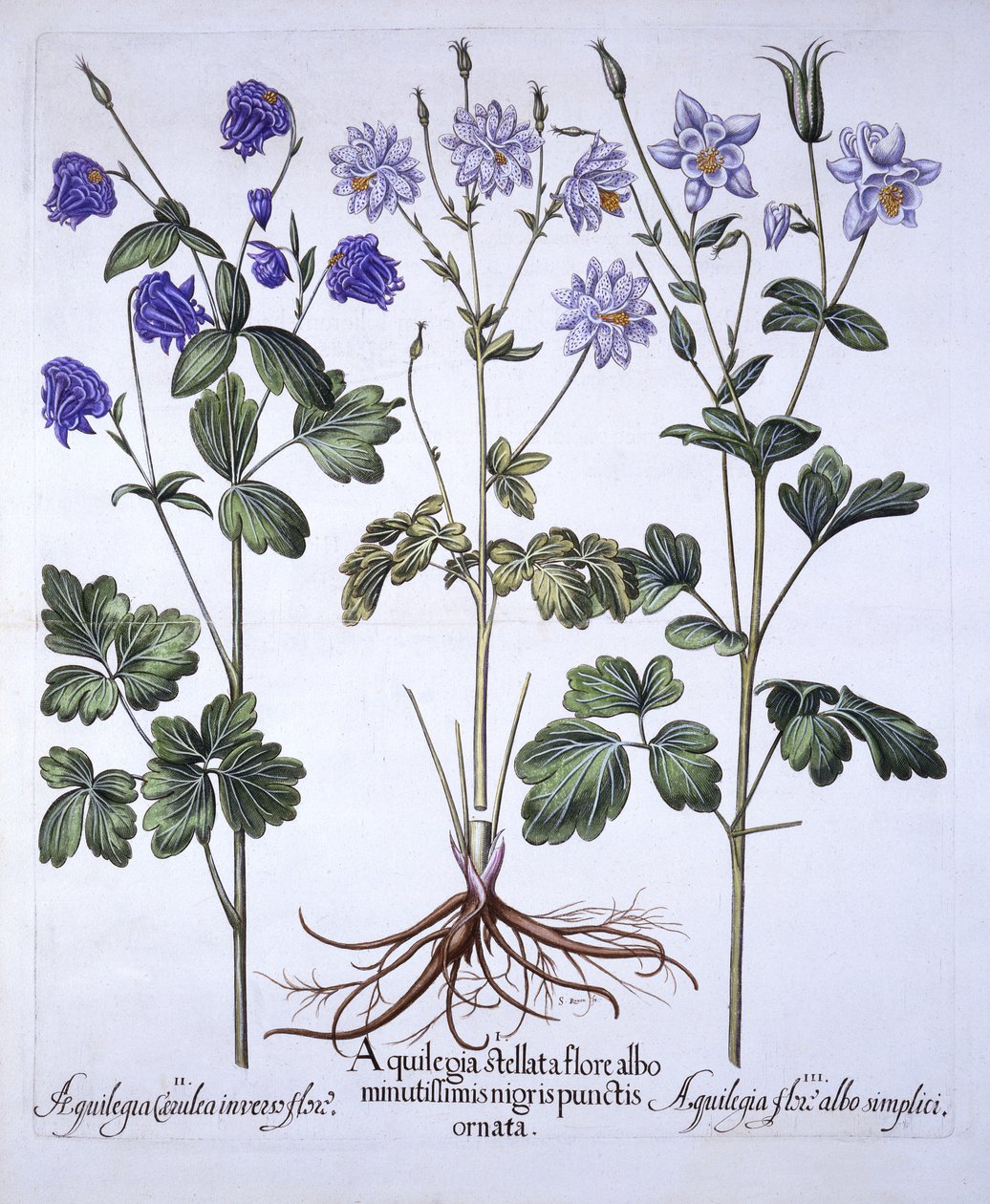 Aquilegia ، من Hortus Eystettensis ، بقلم Basil Besler (1561-1629) ، حانة. 1613 (نقش يدوي) بواسطة المدرسة الألمانية