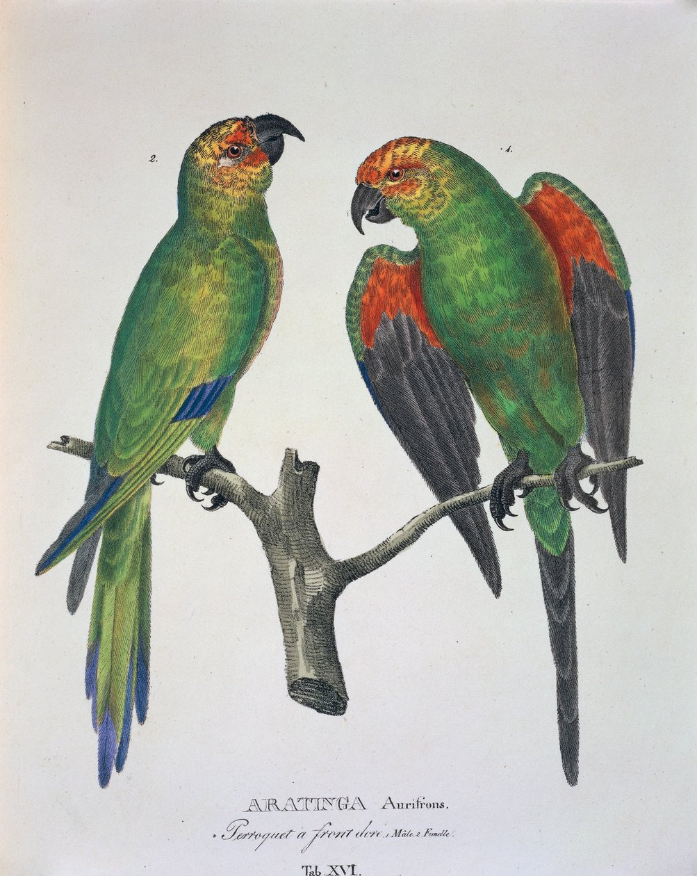 Aratinga Aurifrons (ذكور وإناث) ، الجدول السادس عشر من "Avium Species Novae Per Brasiliam" بقلم يوهان بابتيست فون سبيكس وكارل فريدريش فون مارتيوس بواسطة المدرسة الألمانية