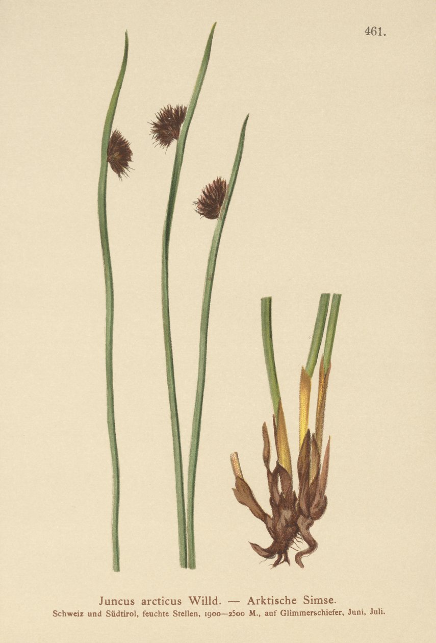 القطب الشمالي راش (Juncus arcticus) بواسطة المدرسة الألمانية