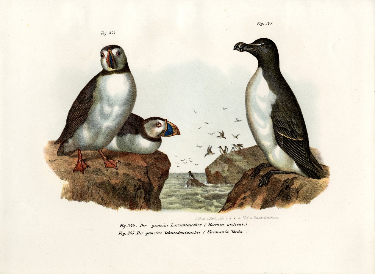 Artic Puffin ، 1864 بواسطة المدرسة الألمانية