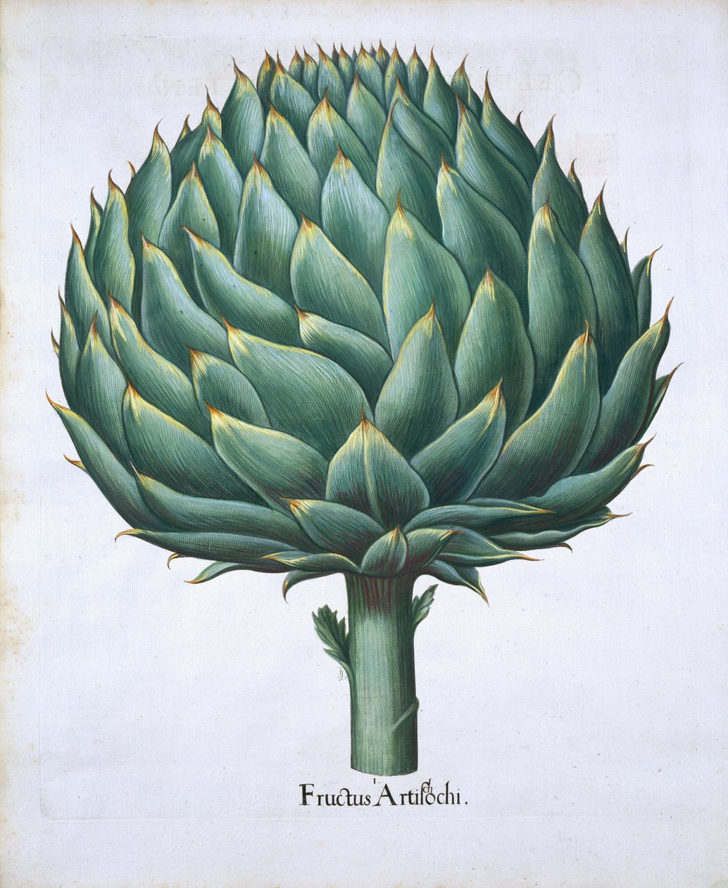 الخرشوف من Hortus Eystettensis بقلم Basil Besler (1561-1629) حانة. 1613 (نقش يدوي) بواسطة المدرسة الألمانية