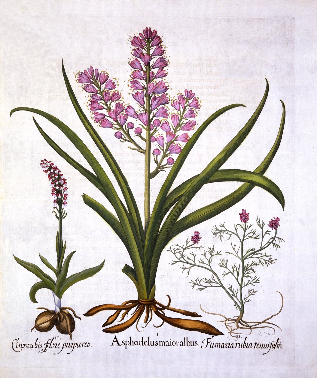 Asphodel ، Burnt Orchid و Fumaria Spicata ، من Hortus Eystettensis ، بقلم Basil Besler (1561-1629) ، حانة. 1613 (نقش يدوي) بواسطة المدرسة الألمانية