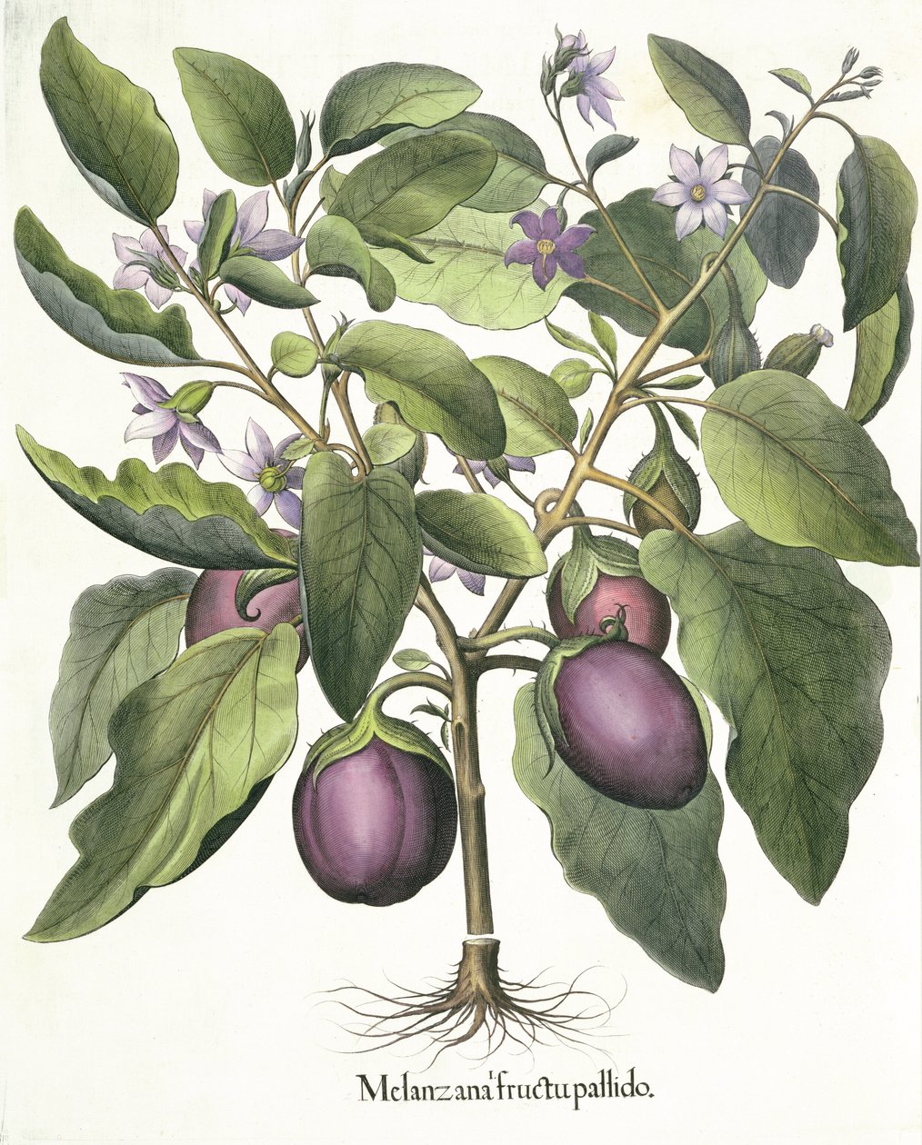 الباذنجان ، شاحب فاكهة Melanzana من Eystettensis بقلم Basil Besler (1561-1629) ، حانة. 1613 بواسطة المدرسة الألمانية