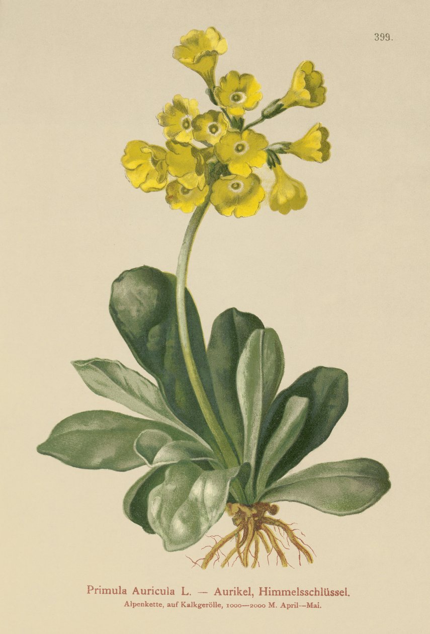 Auricle (Primula Auricula) بواسطة المدرسة الألمانية