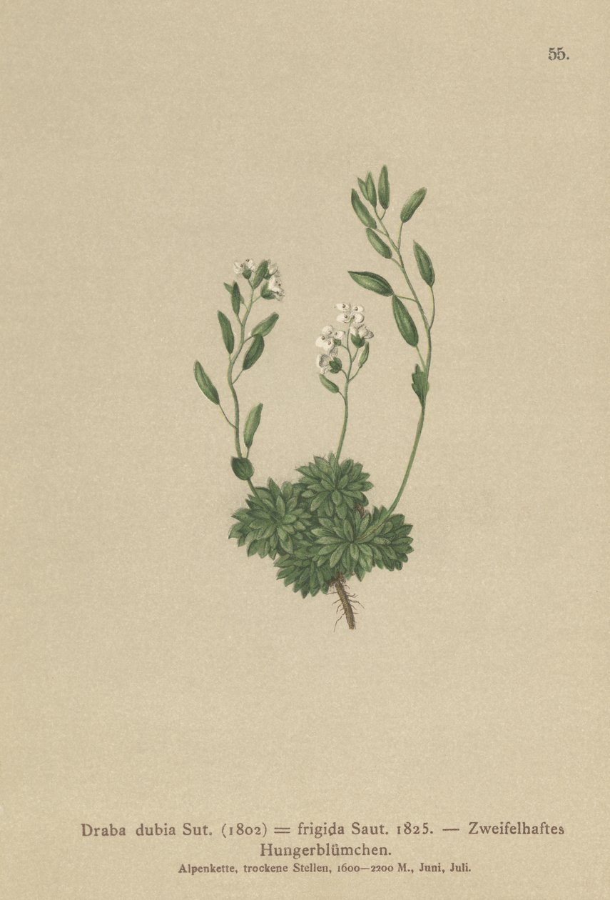 عشبة ويتلو النمساوية (Draba dubia ، Draba frigida) بواسطة المدرسة الألمانية