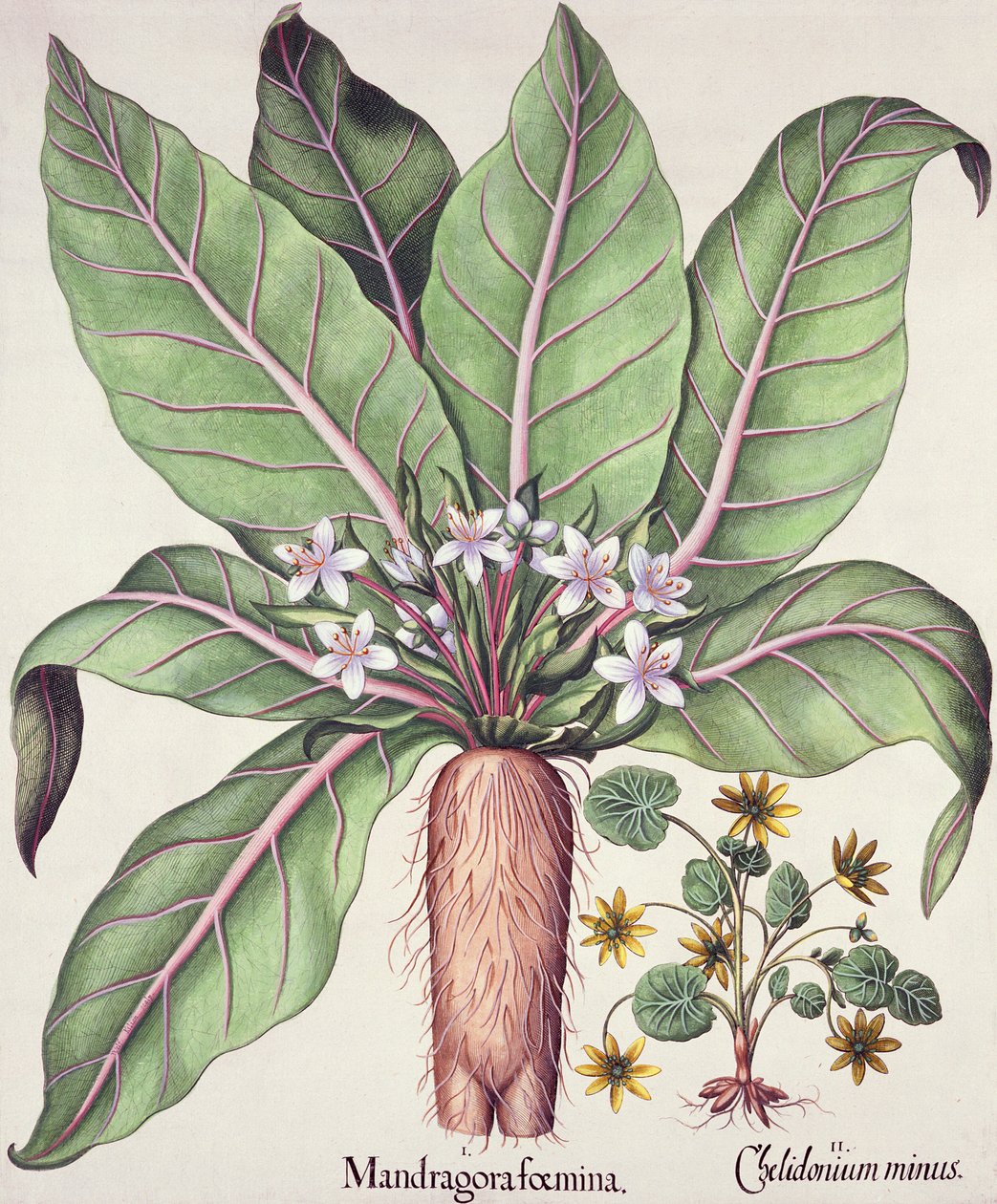 ماندريك الخريف ، من Hortus Eystettensis بقلم Basil Besler (1561-1629) حانة. 1613 (نقش يدوي) بواسطة المدرسة الألمانية