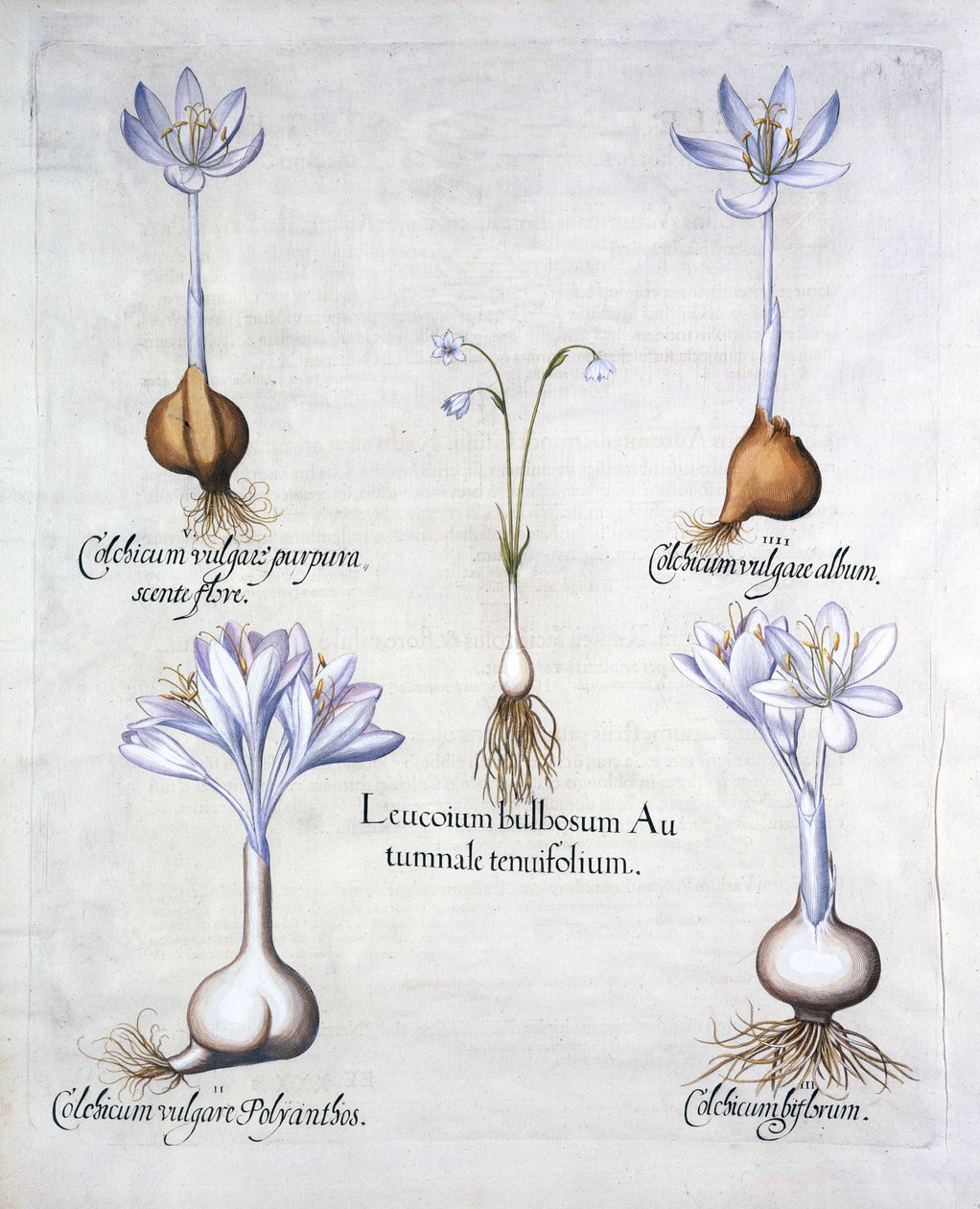 ندفة ثلجية الخريف وزعفران مرج ، من Hortus Eystettensis ، بقلم Basil Besler (1561-1629) ، حانة. 1613 (نقش يدوي) بواسطة المدرسة الألمانية