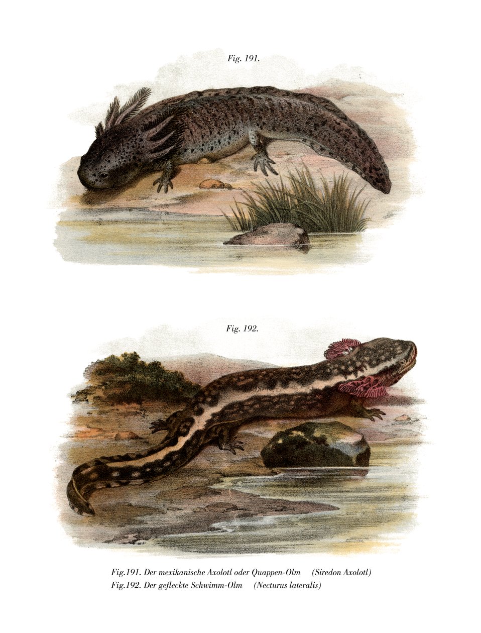 Axolotl (لون ليثو) بواسطة المدرسة الألمانية