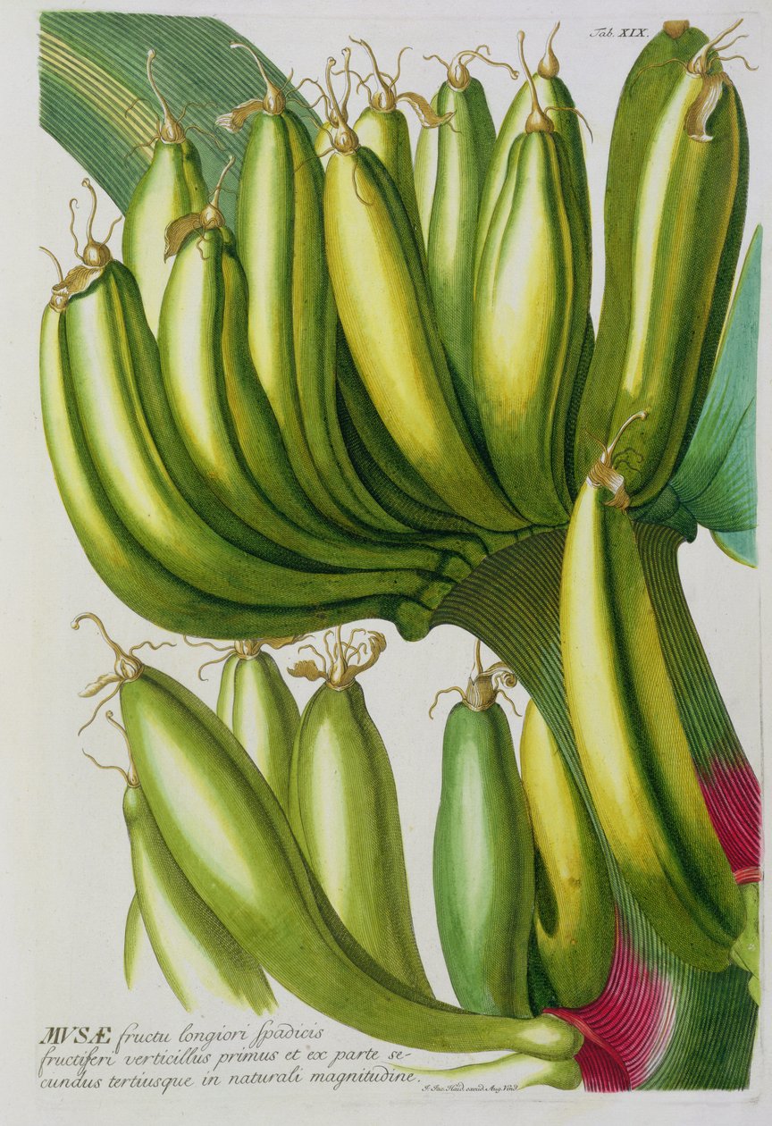 الموز ، محفور من قبل يوهان جاكوب هايد (1704-67) لوحة 19 من كتاب نباتي ، حانة. بواسطة أوغسطس فيند بواسطة المدرسة الألمانية