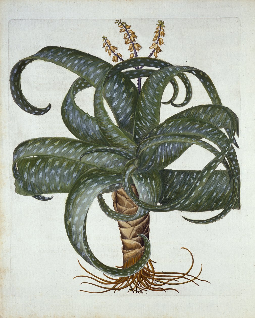 بربادوس الصبار ، من Hortus Eystettensis ، بقلم Basil Besler (1561-1629) حانة. 1613 بواسطة المدرسة الألمانية