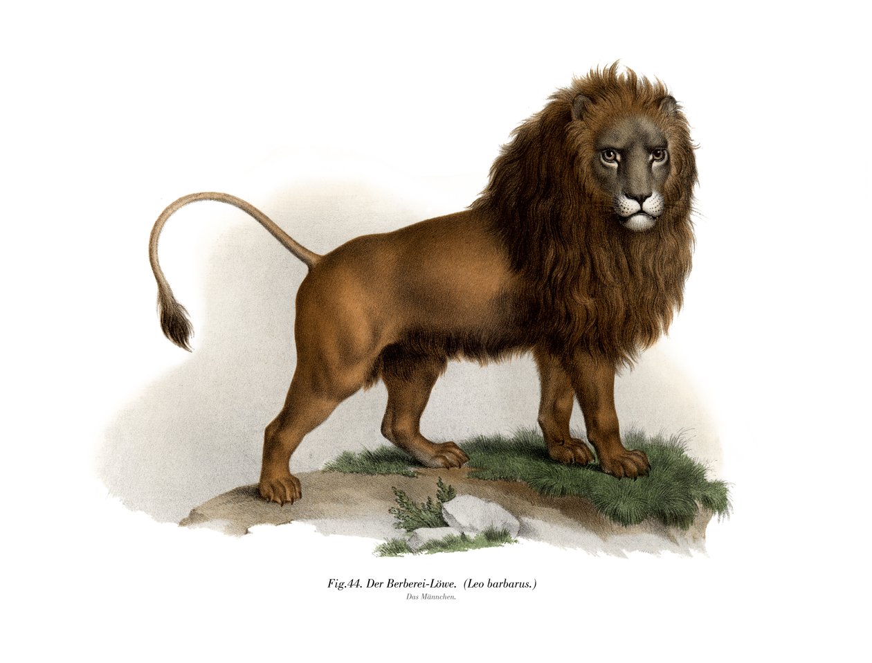الأسد البربري ، 1860 بواسطة المدرسة الألمانية
