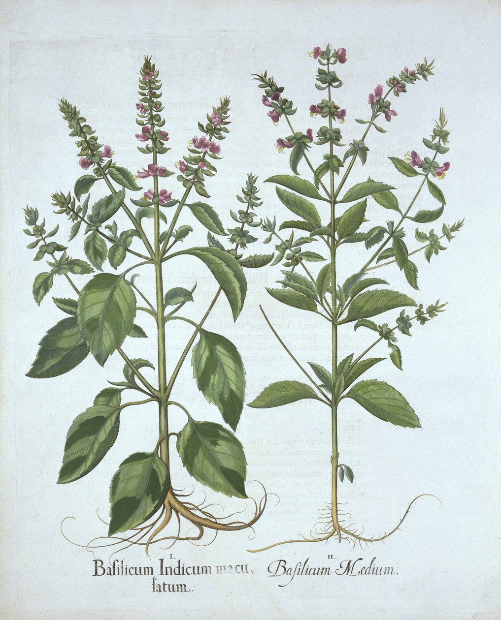 باسل ، من Hortus Eystettensis ، بقلم Basil Besler (1561-1629) ، حانة. 1613 (نقش يدوي) بواسطة المدرسة الألمانية