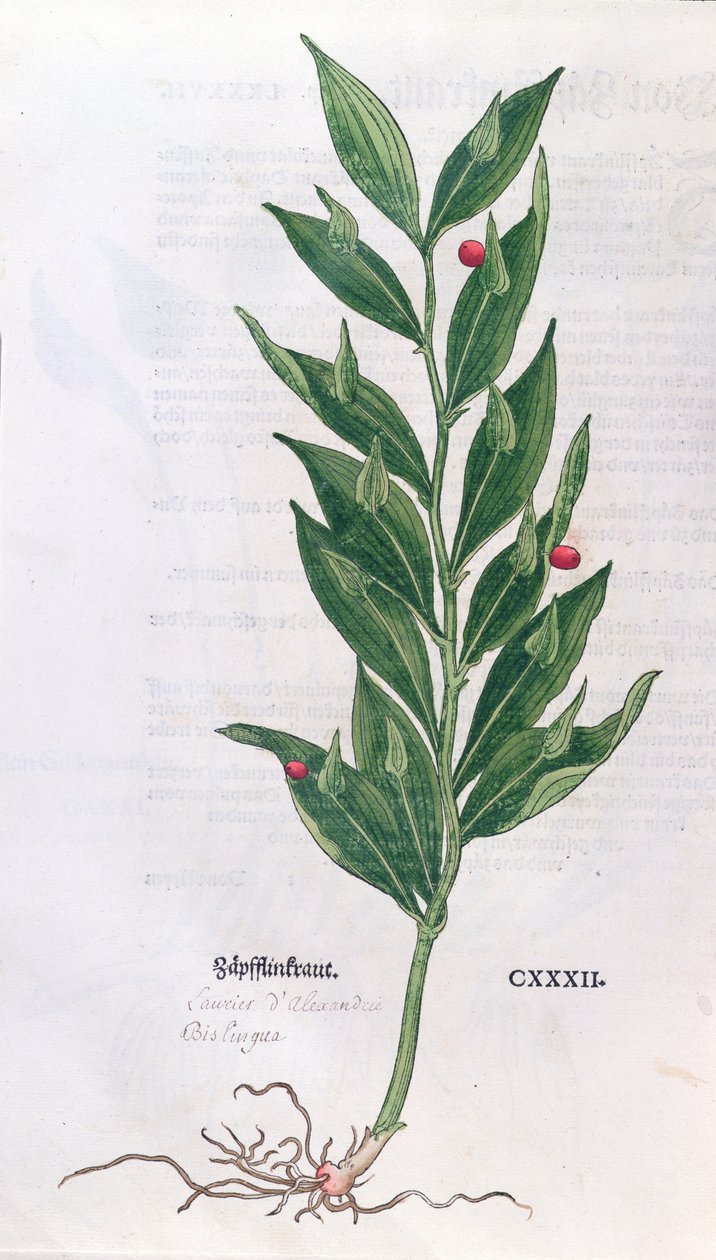 Baytree ، رسم توضيحي لـ The Herbarium بواسطة Leonhart Fuchs (1501-66) ، نشر في بازل ، 1555 (نقش الألوان) بواسطة المدرسة الألمانية