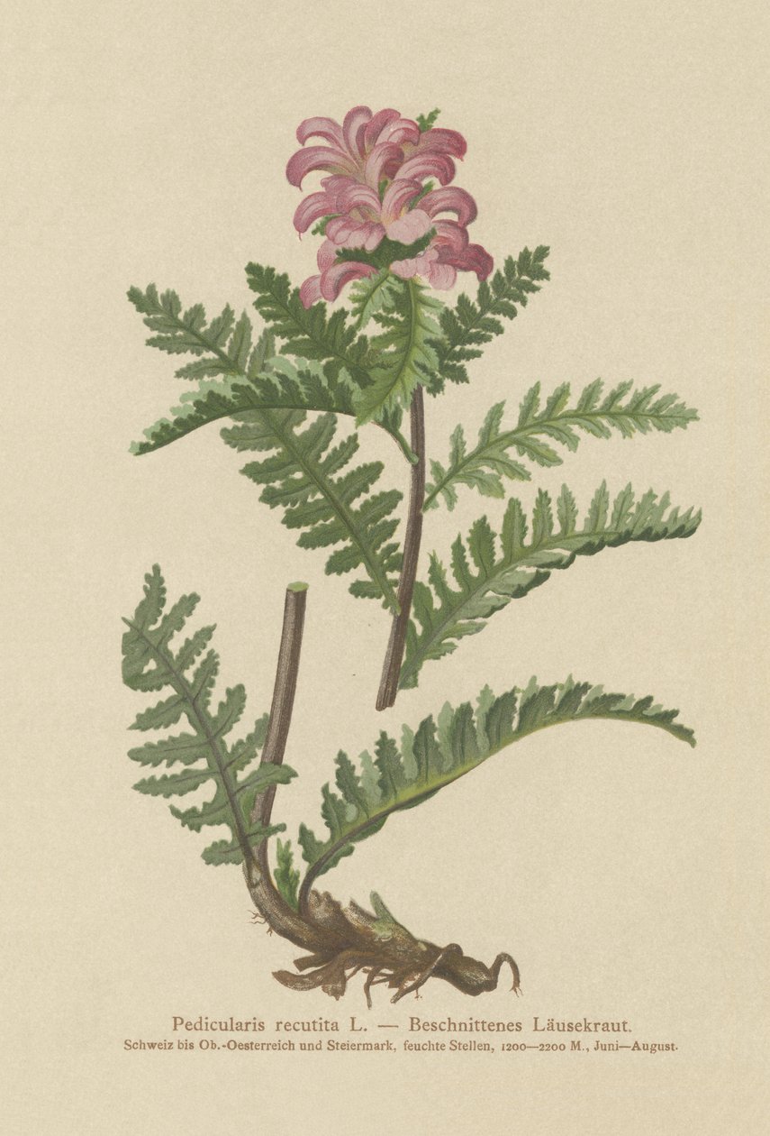 Bousless Red Lousewort (Pedicularis recutita) بواسطة المدرسة الألمانية