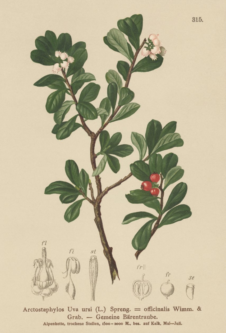 Bearberry (Arctostaphylos Uva ursi ، Arctostaphylos officinalis) بواسطة المدرسة الألمانية
