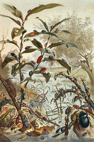 الخنافس أثناء الطوفان ، لوحة من "Brehm's Animal Life: General Knowledge Kingdom of the Animal Kingdom" ، المجلد 9 ، الصفحة 33 ، نشره المعهد الببليوغرافي بواسطة المدرسة الألمانية