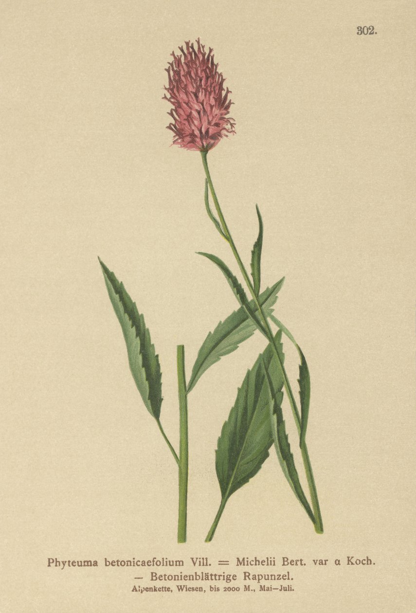بيتون ذو أوراق بيتوني (Phyteuma betonicaefolium) بواسطة المدرسة الألمانية