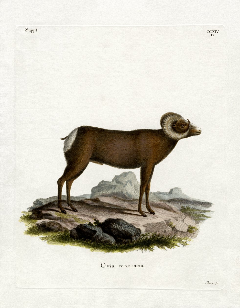 Bighorn Sheep (coloured engraving) بواسطة المدرسة الألمانية
