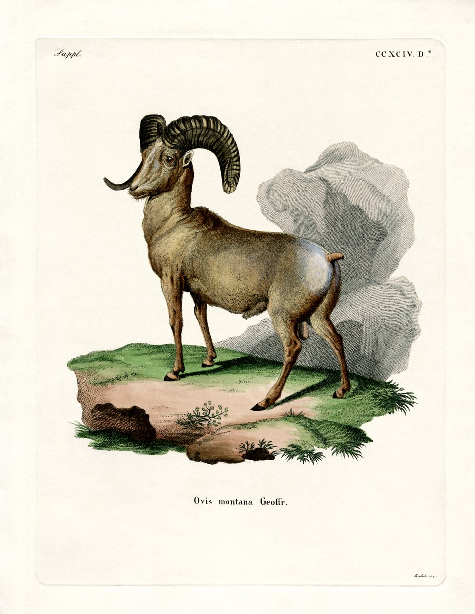 Bighorn Sheep (coloured engraving) بواسطة المدرسة الألمانية