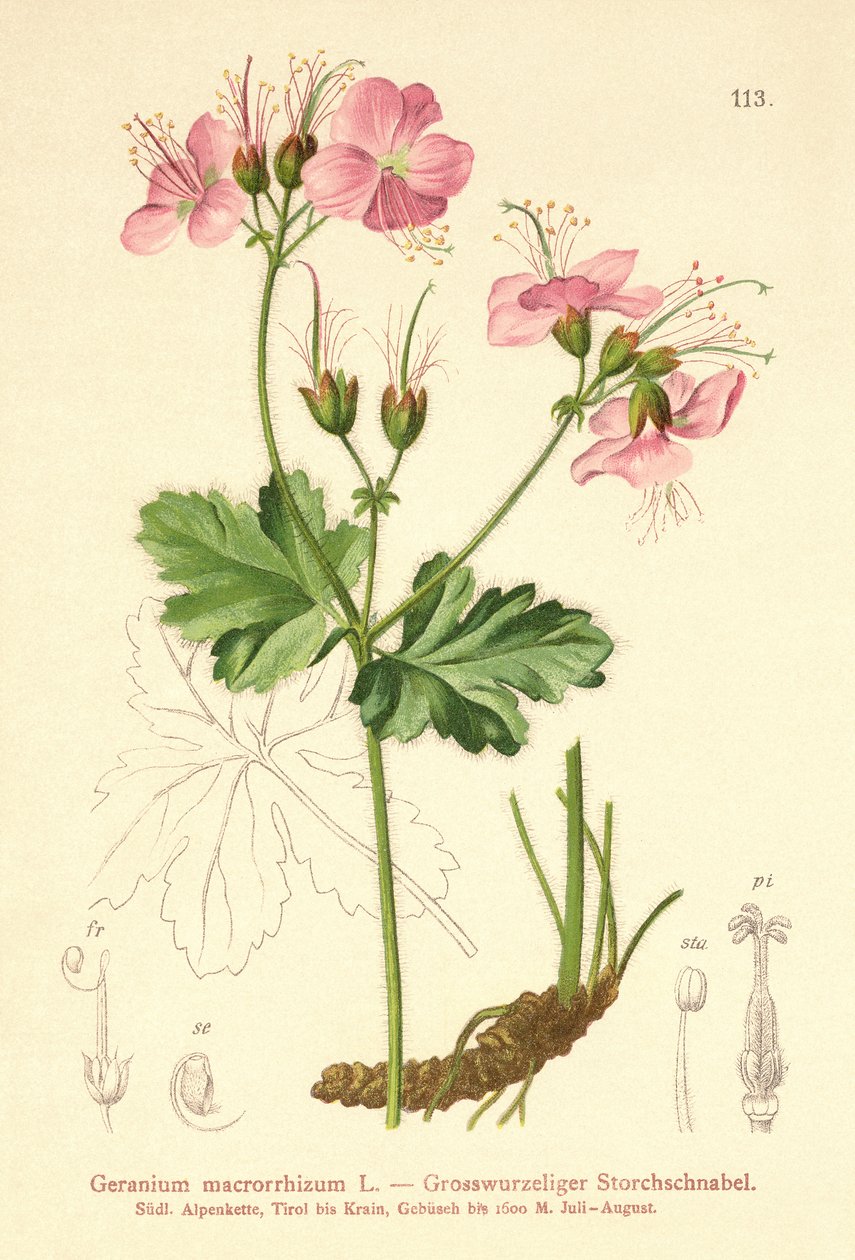 Bigroot Geranium (Geranium macrorrhizum) بواسطة المدرسة الألمانية