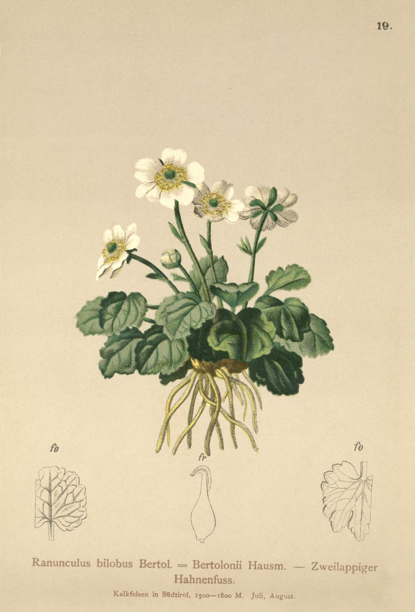 الحوذان (Ranunculus bilobus ، Ranunculus Bertolonii) بواسطة المدرسة الألمانية