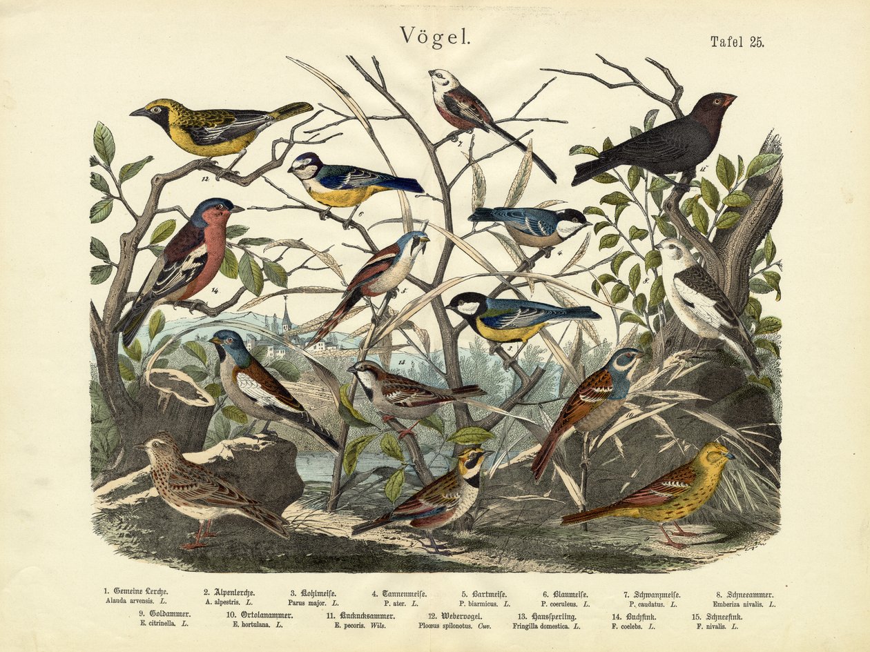 الطيور ، ج .1860 بواسطة المدرسة الألمانية