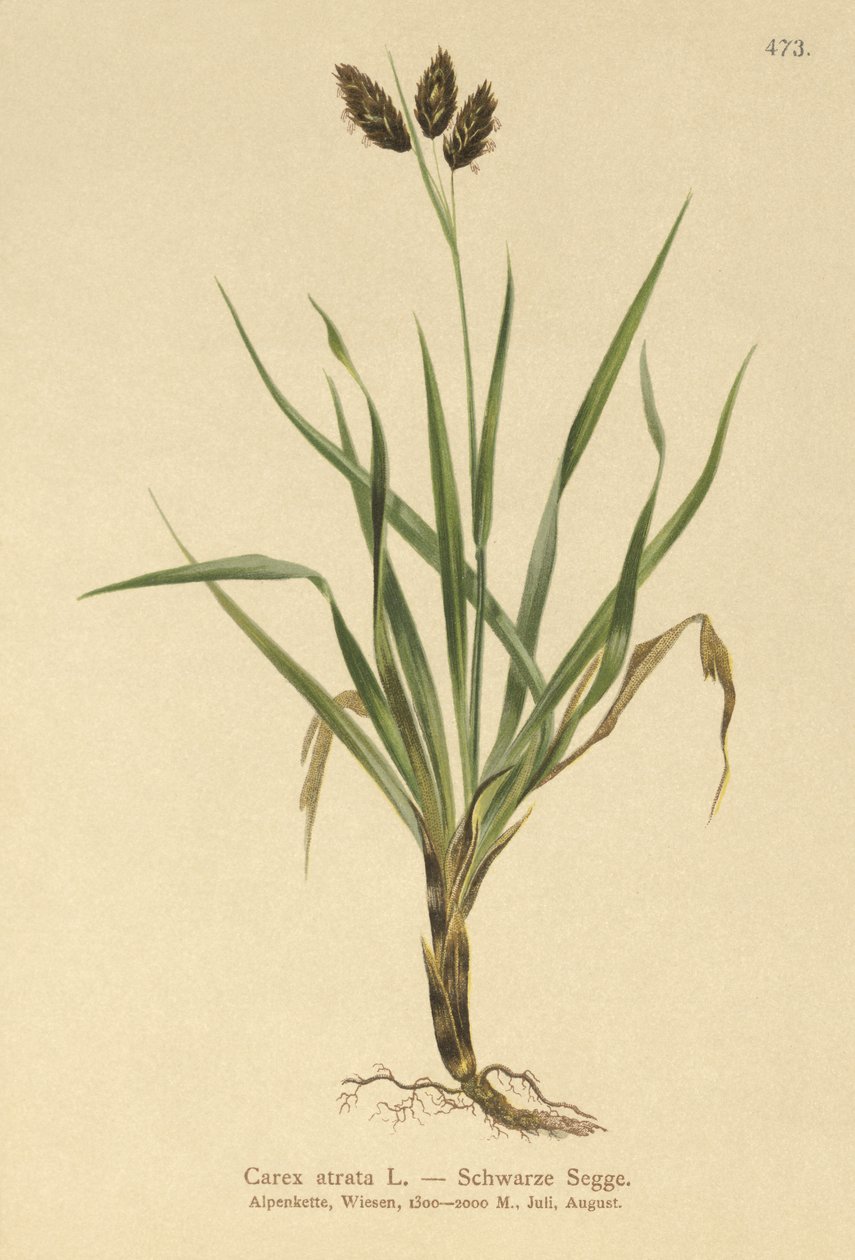 أسود جبال الألب - سرج (Carex atrata) بواسطة المدرسة الألمانية