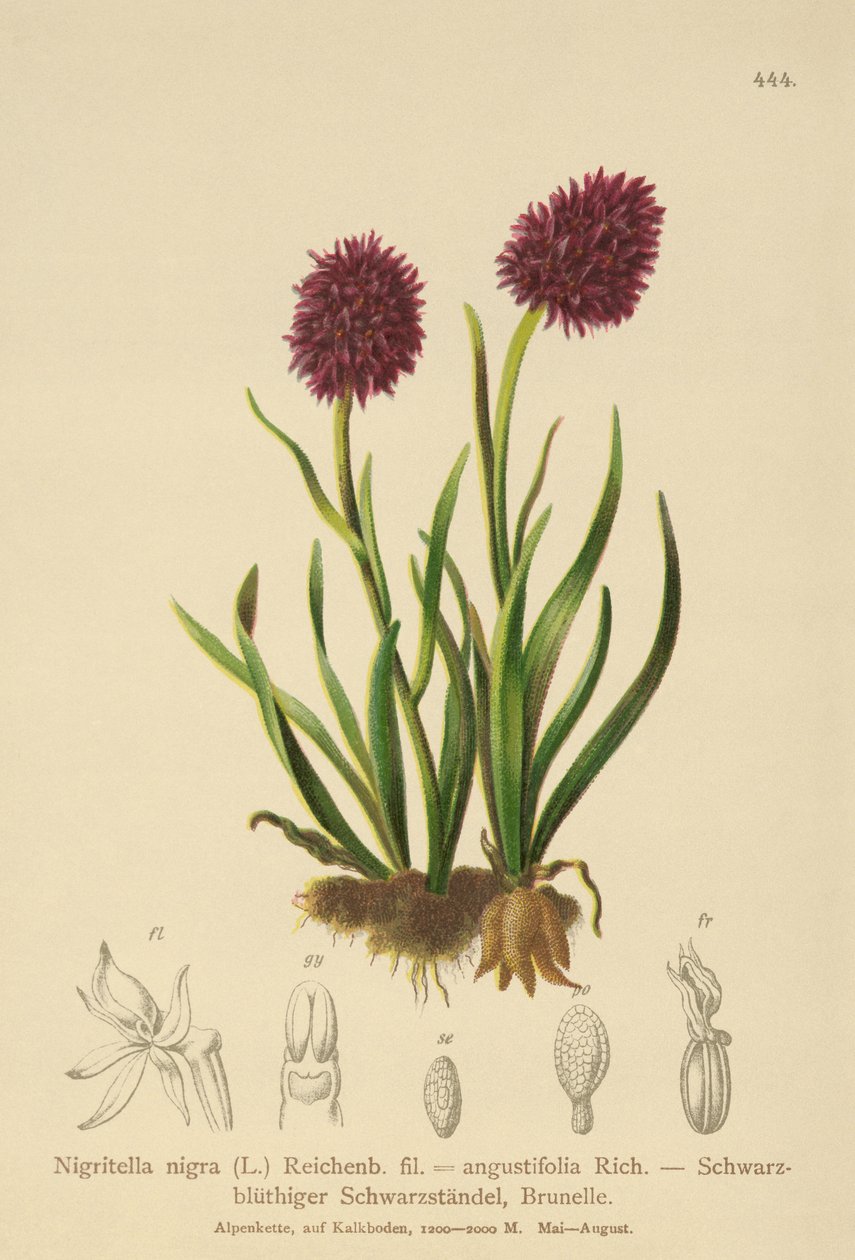 أوركيد الفانيليا السوداء (Nigritella nigra، Nigritella angustifolia) بواسطة المدرسة الألمانية