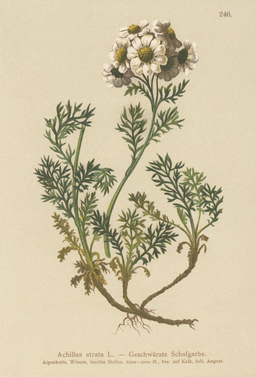 اليارو الأسود (Achillea atrata) بواسطة المدرسة الألمانية