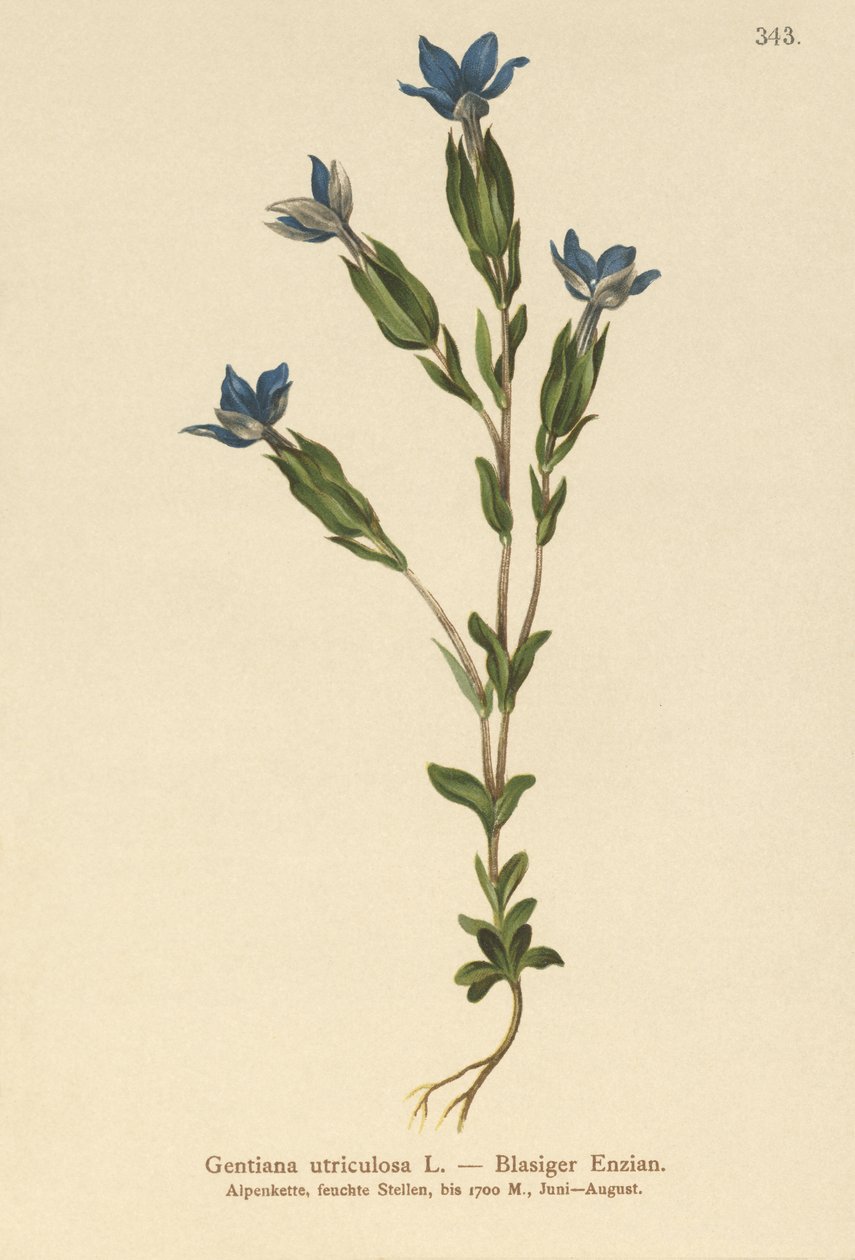 المثانة الجنطيانية (Gentiana utriculosa) بواسطة المدرسة الألمانية