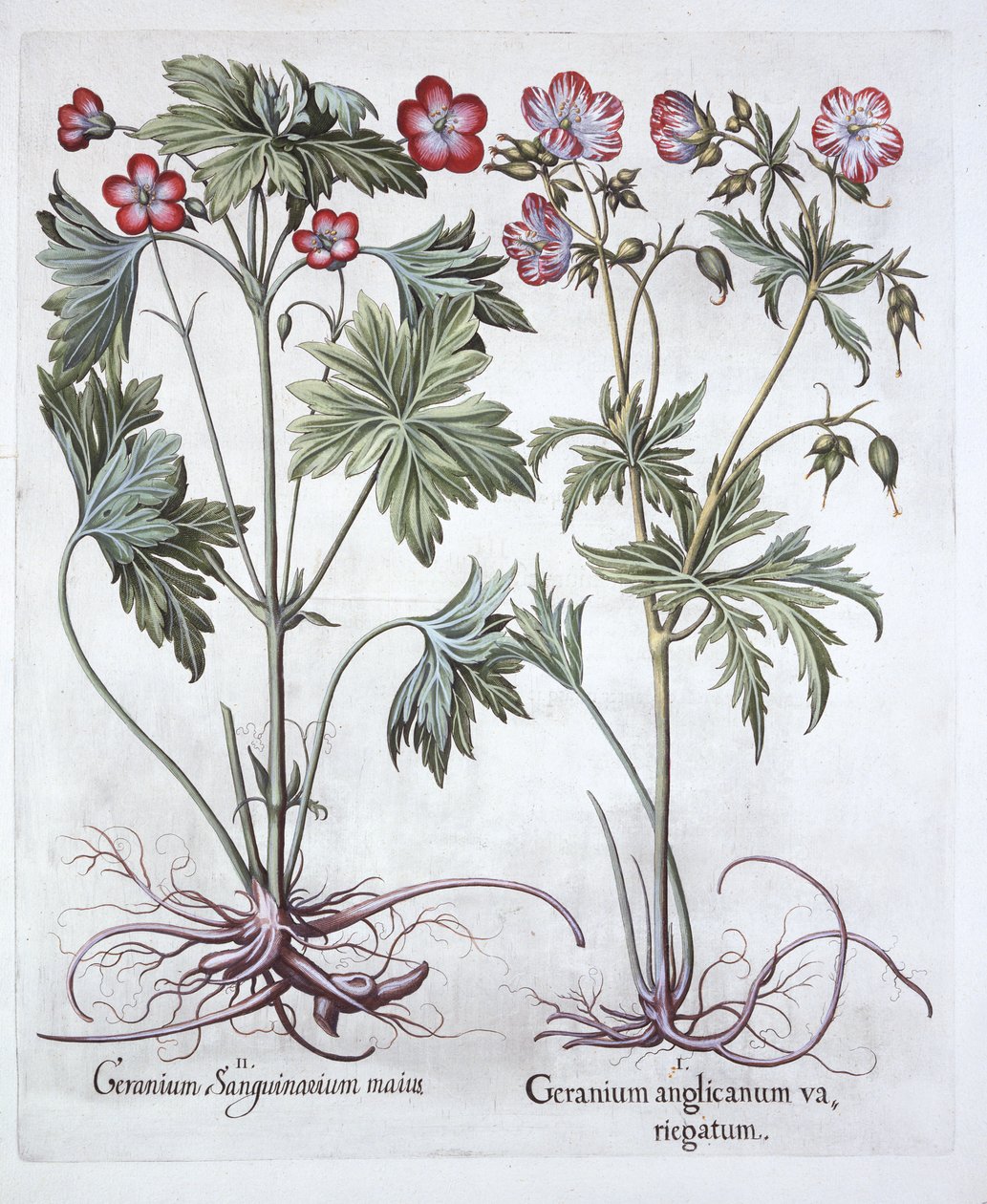 Cranesbill الدامي و Bigroot Cranesbill ، من Hortus Eystettensis ، بقلم Basil Besler (1561-1629) ، حانة. 1613 (نقش يدوي) بواسطة المدرسة الألمانية