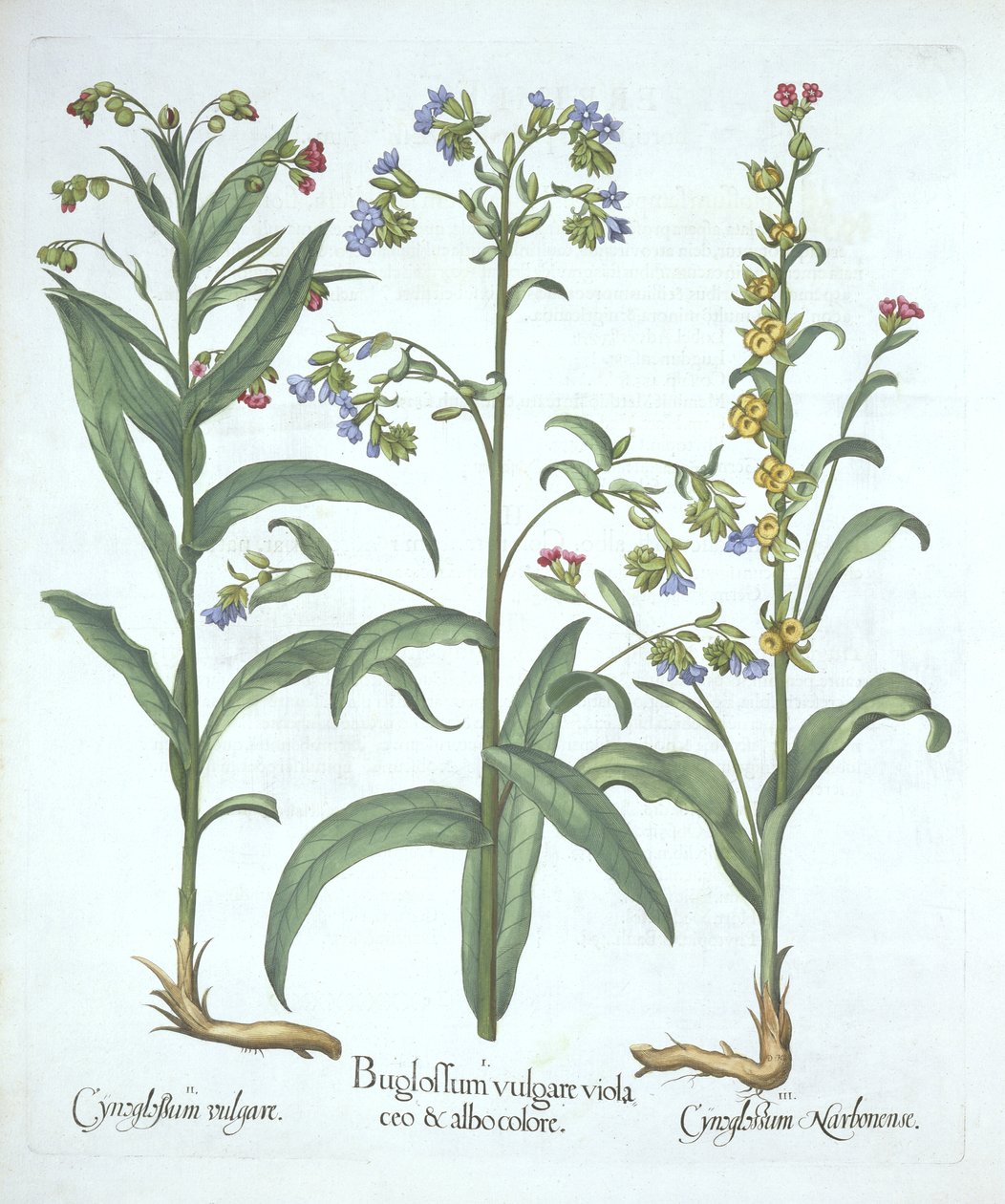 الكانيت الأزرق واثنين من أنواع اللسان كلاب ، من Hortus Eystettensis ، بقلم Basil Besler (1561-1629) ، حانة. 1613 (نقش يدوي) بواسطة المدرسة الألمانية