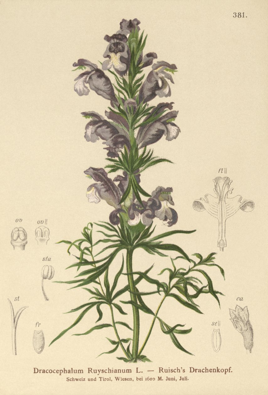 التنين الأزرق (Dracocephalum Ruyschianum) بواسطة المدرسة الألمانية
