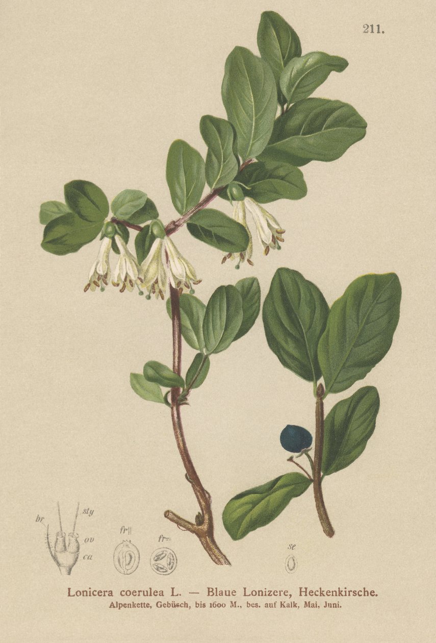 زهر العسل الأزرق (Lonicera caerulea، Lonicera coerulea) بواسطة المدرسة الألمانية